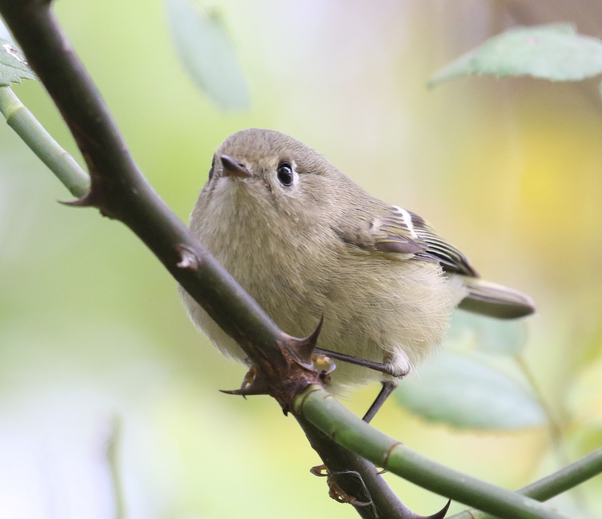 Ruby-crowned Kinglet - maggie peretto