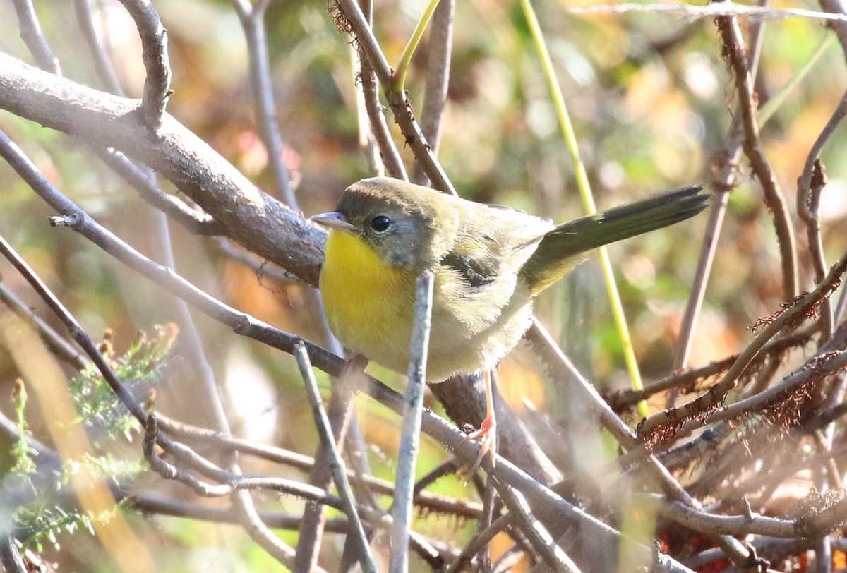 Common Yellowthroat - maggie peretto
