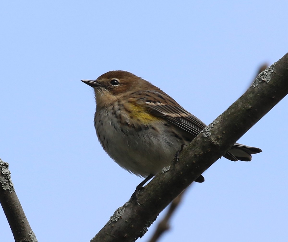 Yellow-rumped Warbler - maggie peretto