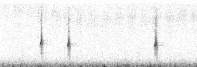Al Kanatlı Karatavuk [phoeniceus grubu] - ML11936