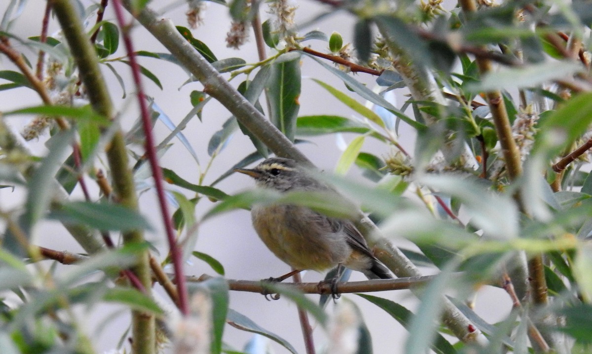 Sulphur-bellied Warbler - Anonymous
