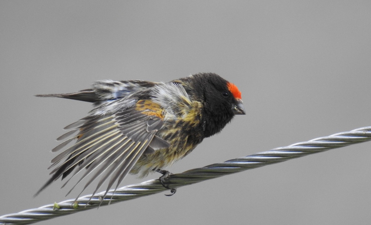 Fire-fronted Serin - Anonymous