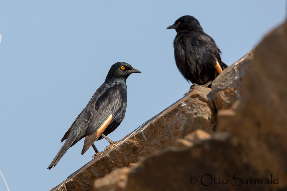 Pale-winged Starling - ML119364181