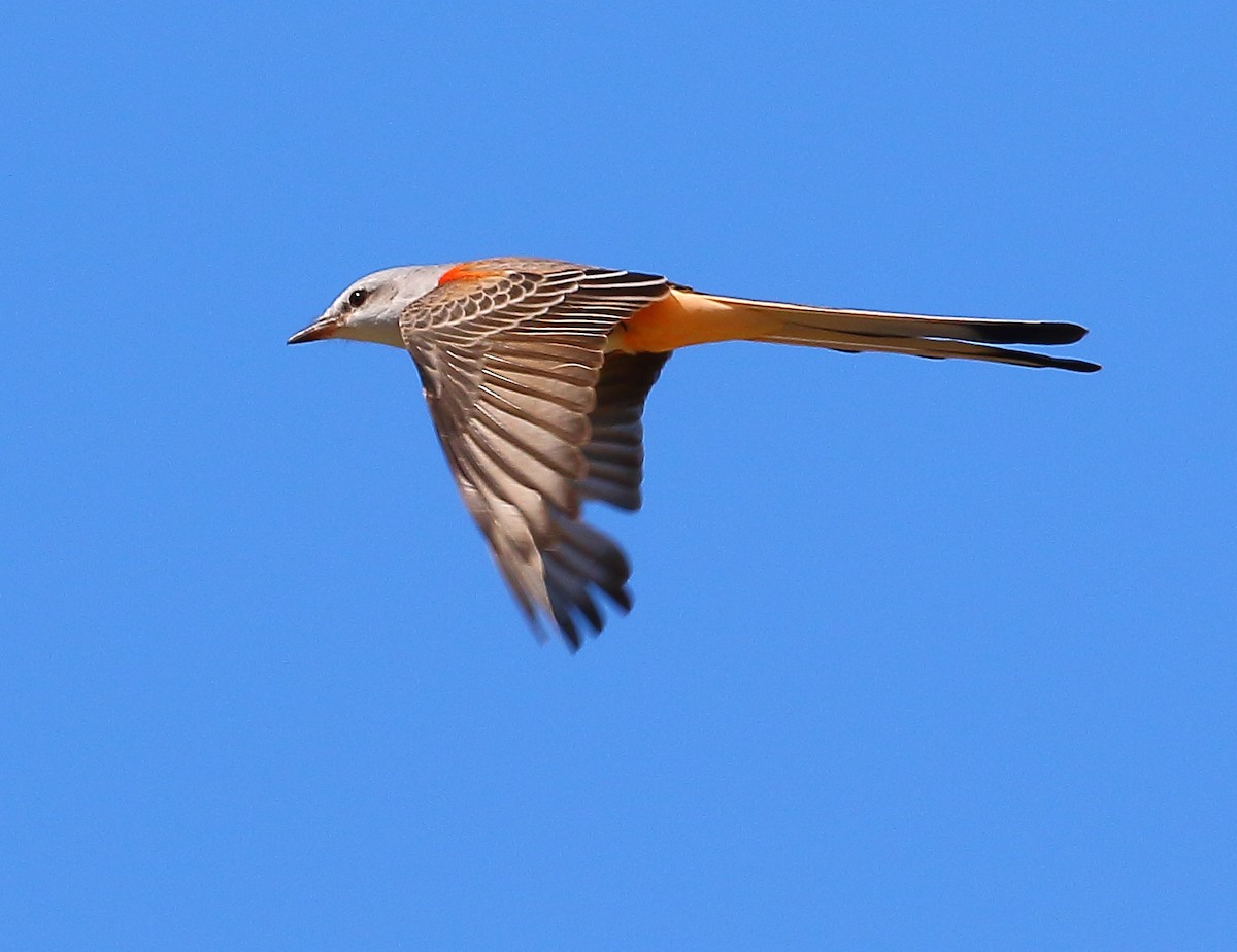 Scissor-tailed Flycatcher - Bala Chennupati
