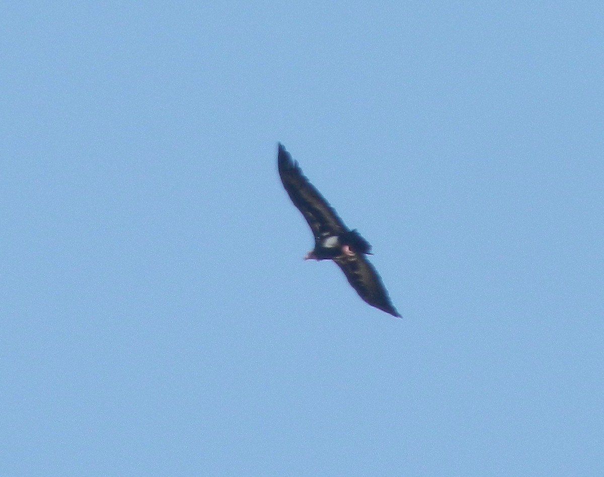 Red-headed Vulture - ML119365911