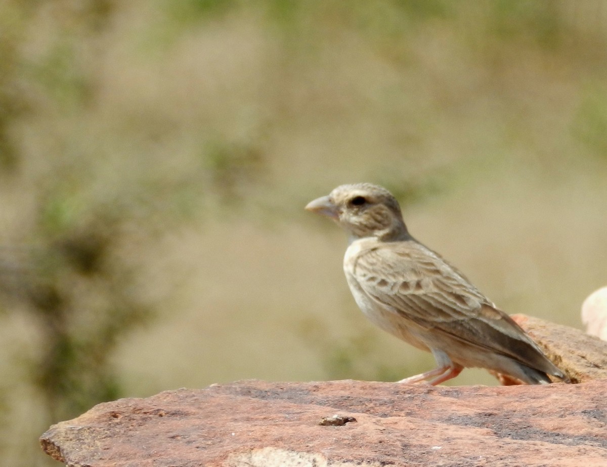 Ashy-crowned Sparrow-Lark - ML119366341