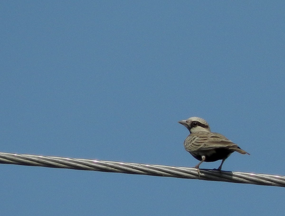 Ashy-crowned Sparrow-Lark - CHANDRA BHUSHAN