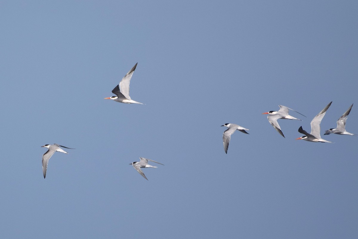 Common Tern - Naresh Satyan
