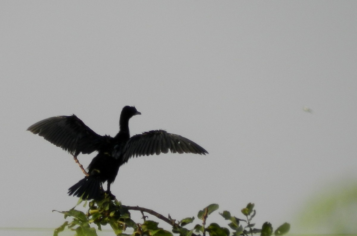 Little Cormorant - CHANDRA BHUSHAN