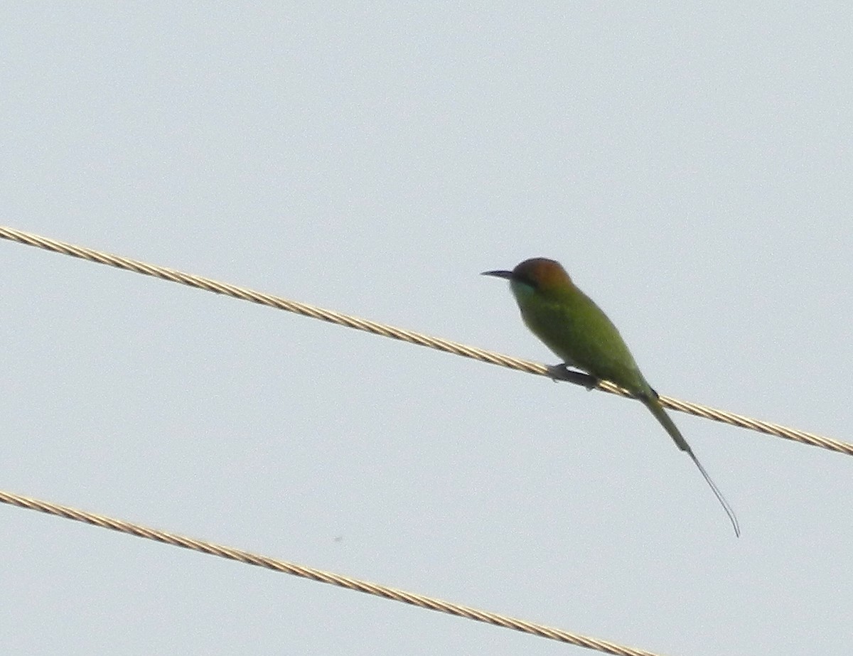 Asian Green Bee-eater - ML119369281