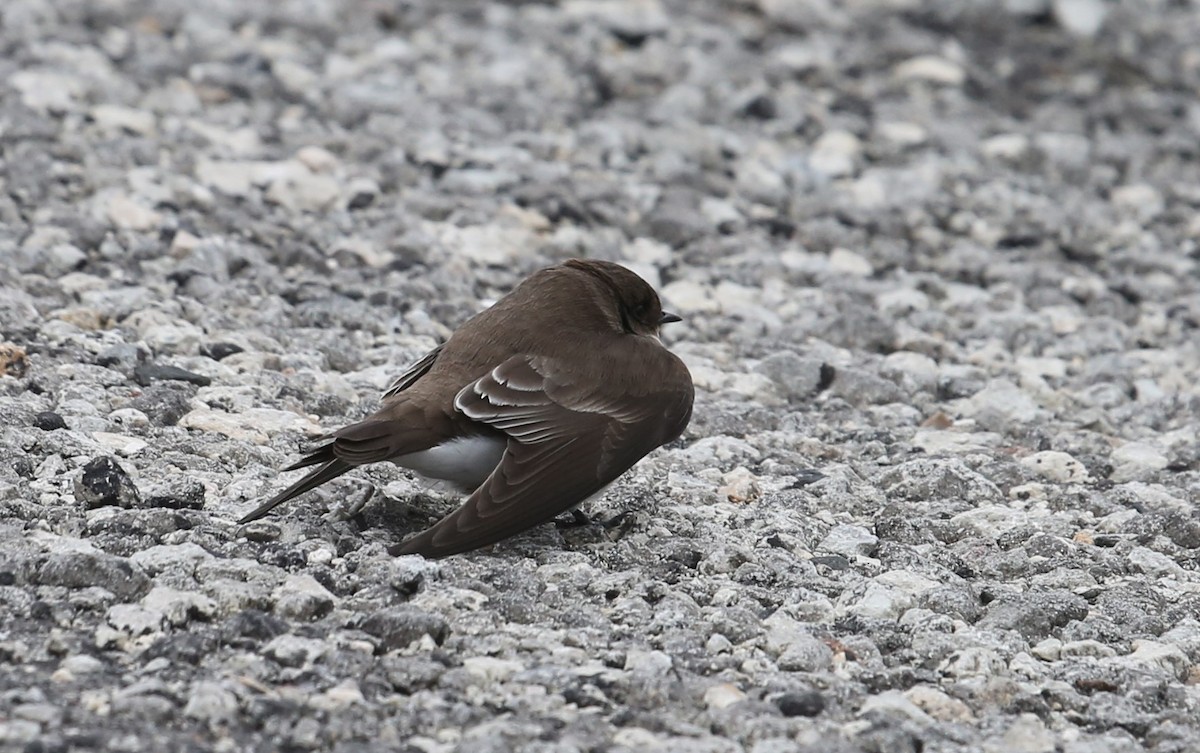 Northern Rough-winged Swallow - ML119369291