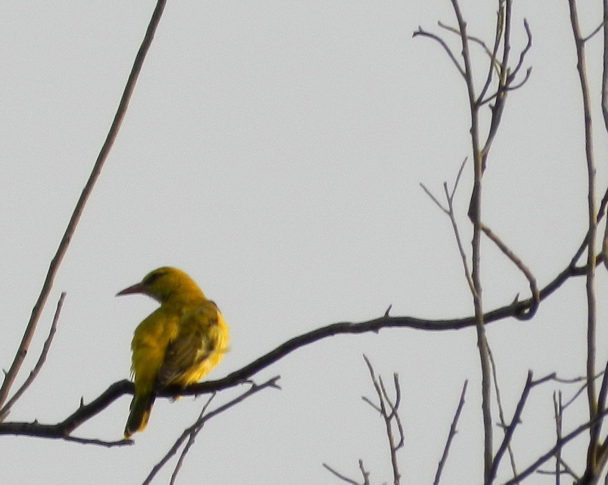 Indian Golden Oriole - ML119369301