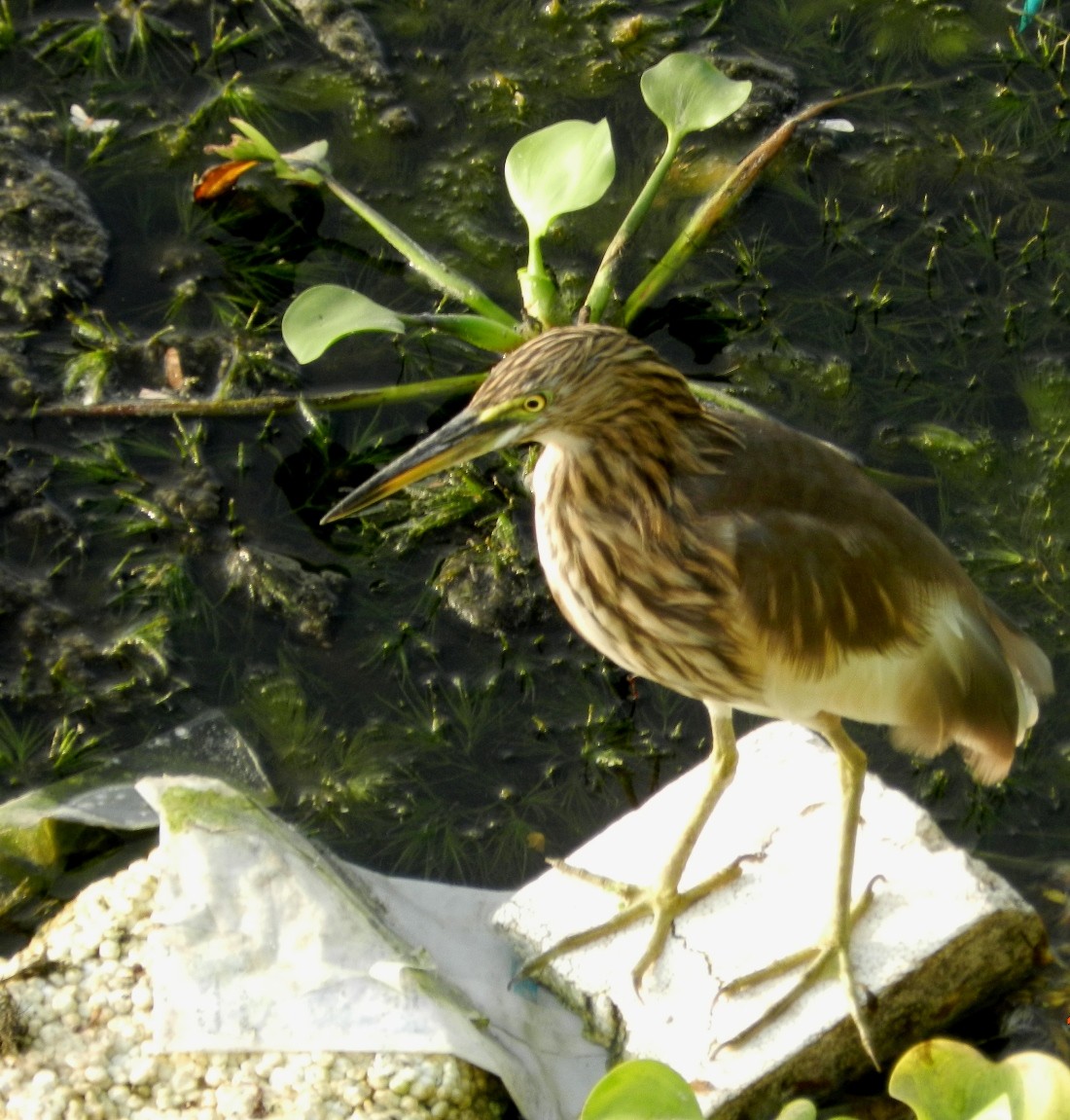 Indian Pond-Heron - CHANDRA BHUSHAN