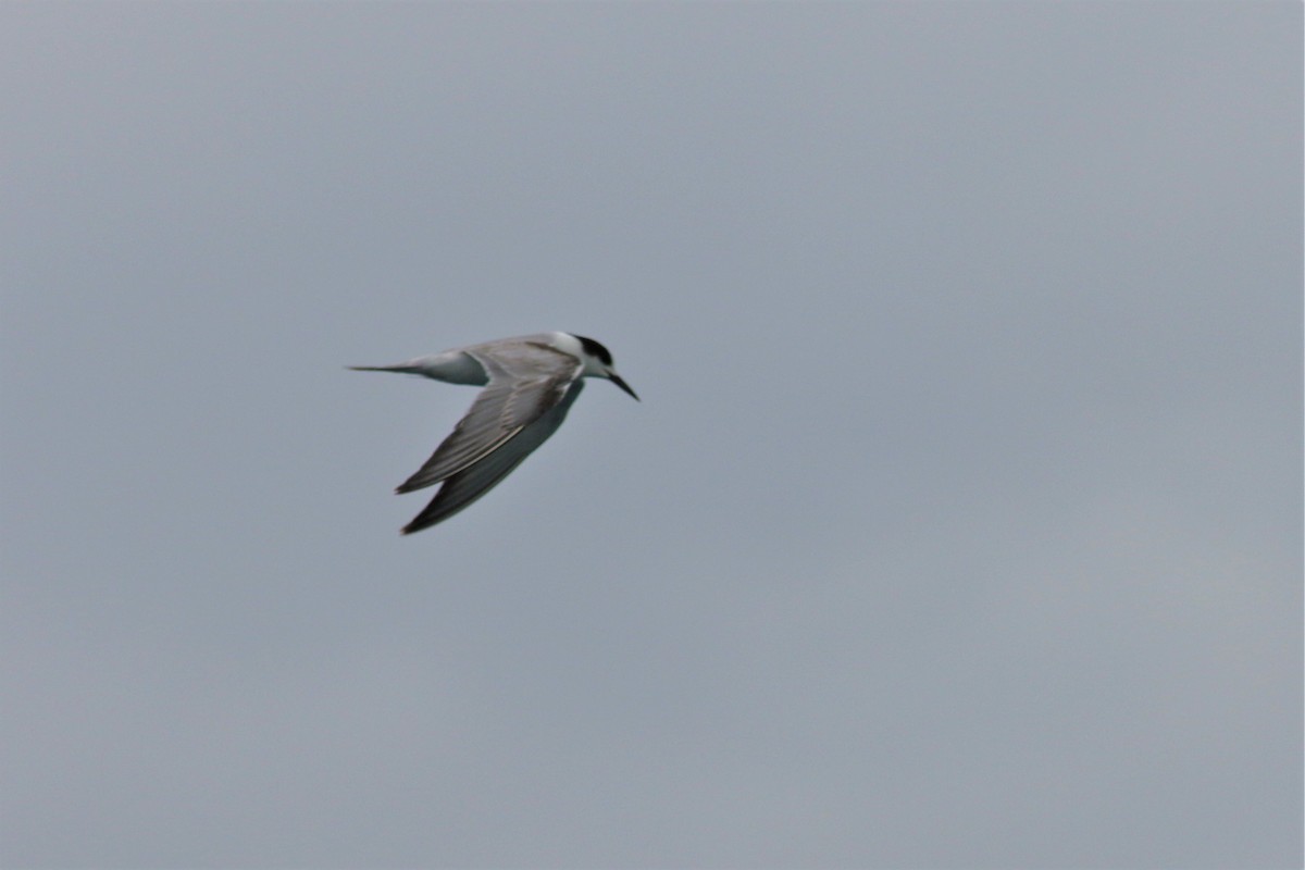Common Tern - Fadzrun A.