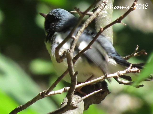 Black-throated Blue Warbler - ML119375101
