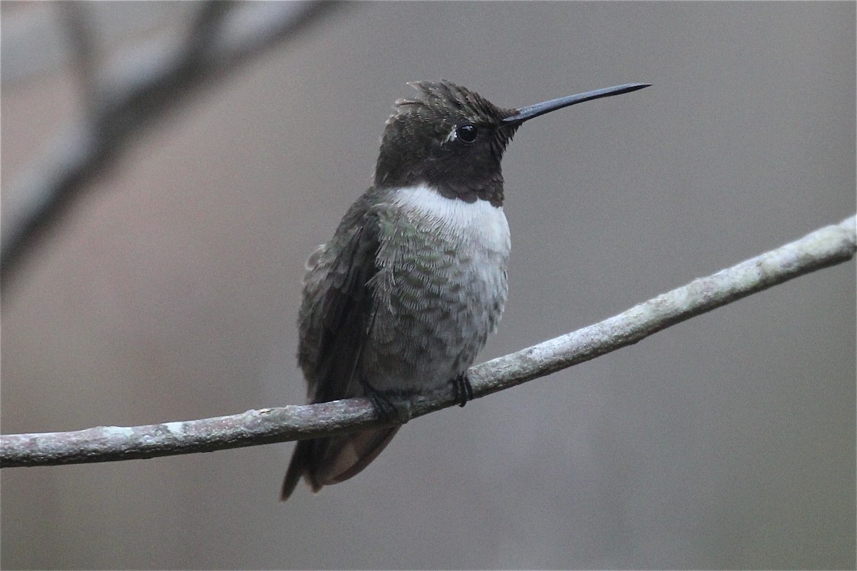 Black-chinned Hummingbird - ML119376271
