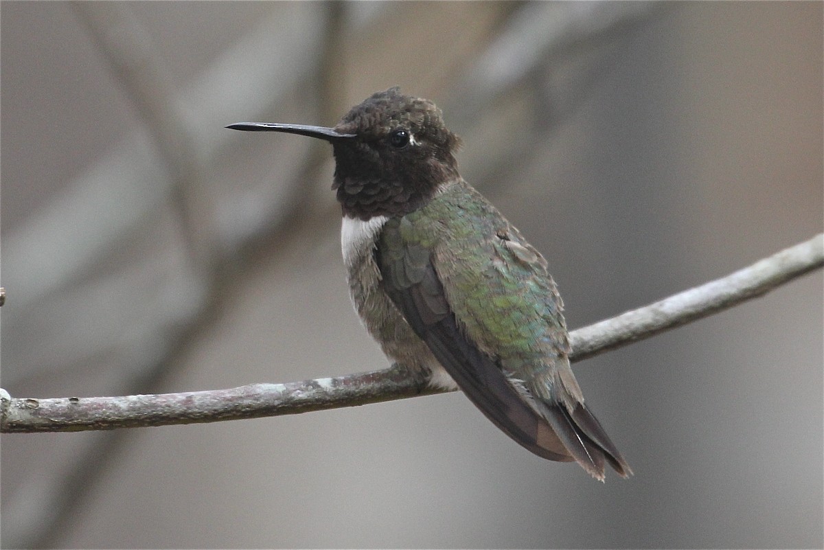 Black-chinned Hummingbird - ML119376281