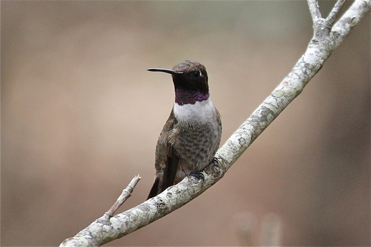 Black-chinned Hummingbird - ML119376321