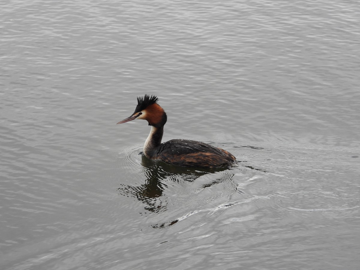 Great Crested Grebe - ML119376351