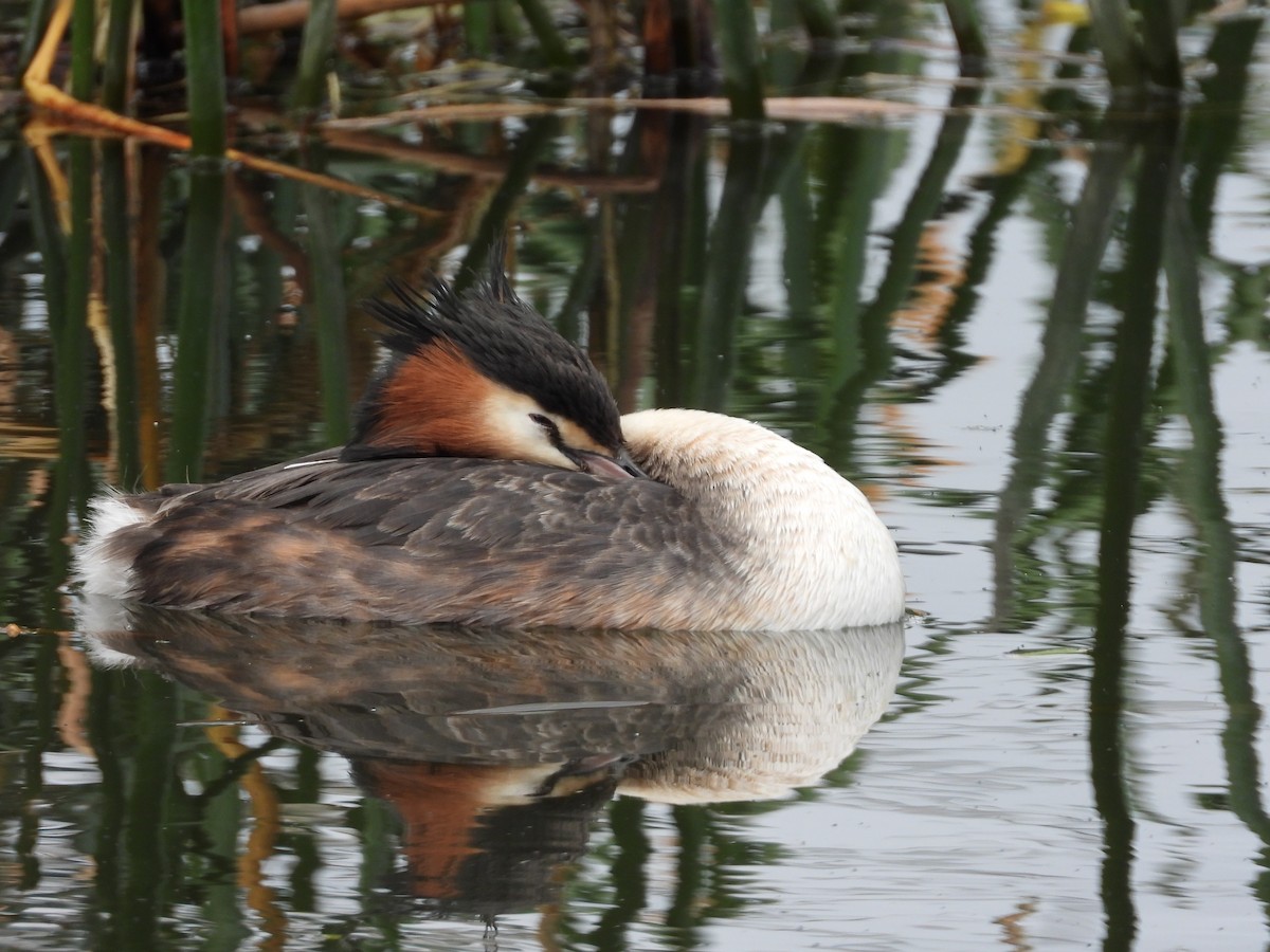 Great Crested Grebe - ML119376391