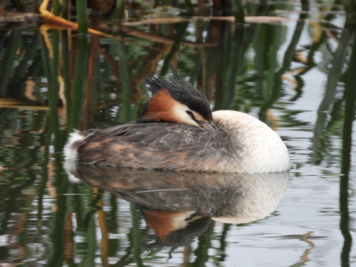 Great Crested Grebe - ML119376401