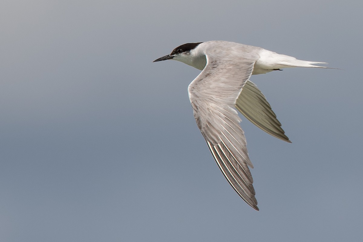 Common Tern - Hayley Alexander