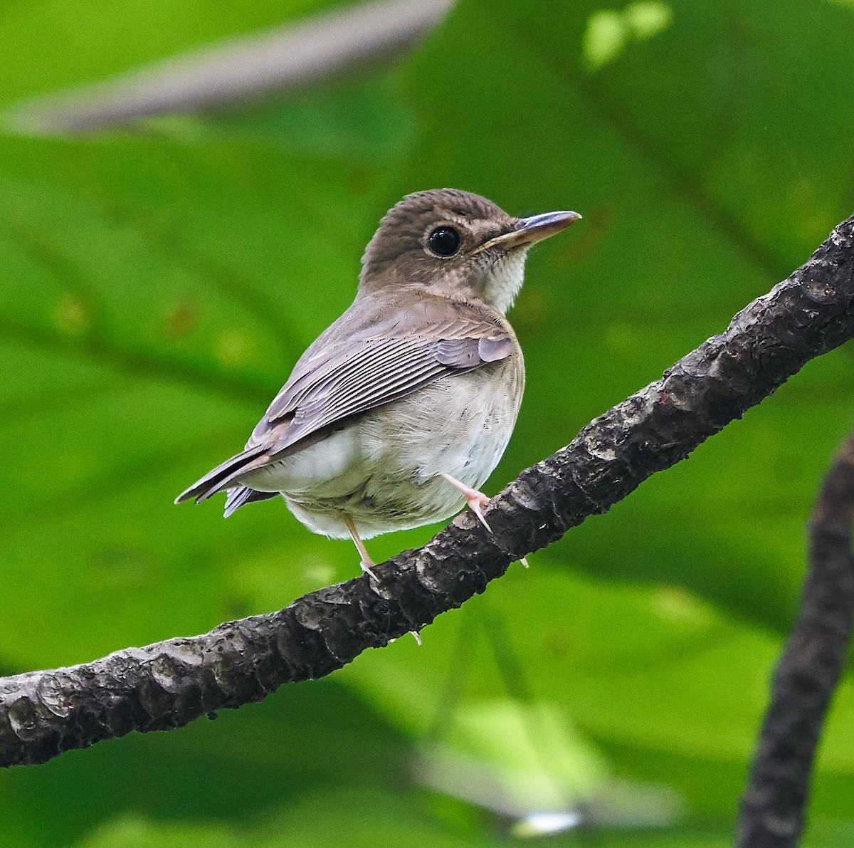 Brown-chested Jungle Flycatcher - Steven Cheong