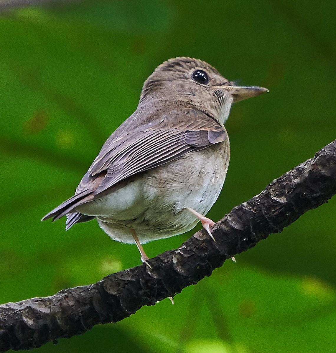 Brown-chested Jungle Flycatcher - ML119382341