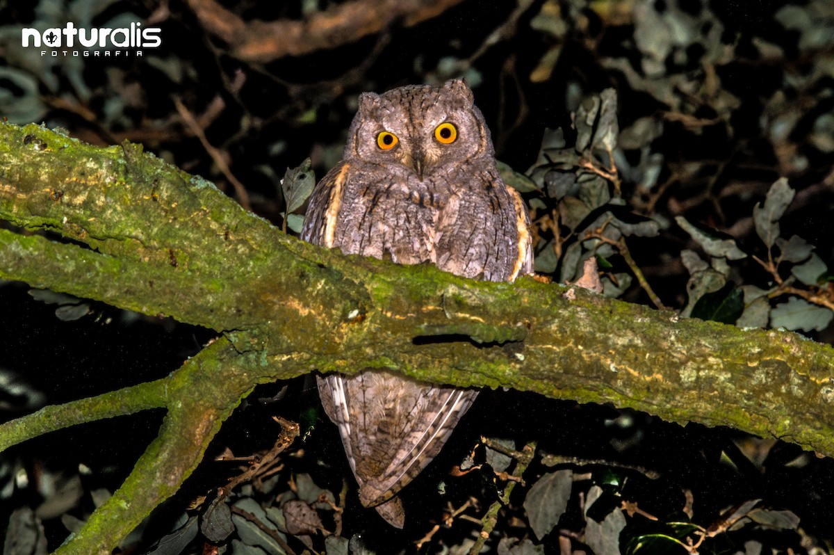 Eurasian Scops-Owl - Naturalis Fotografia