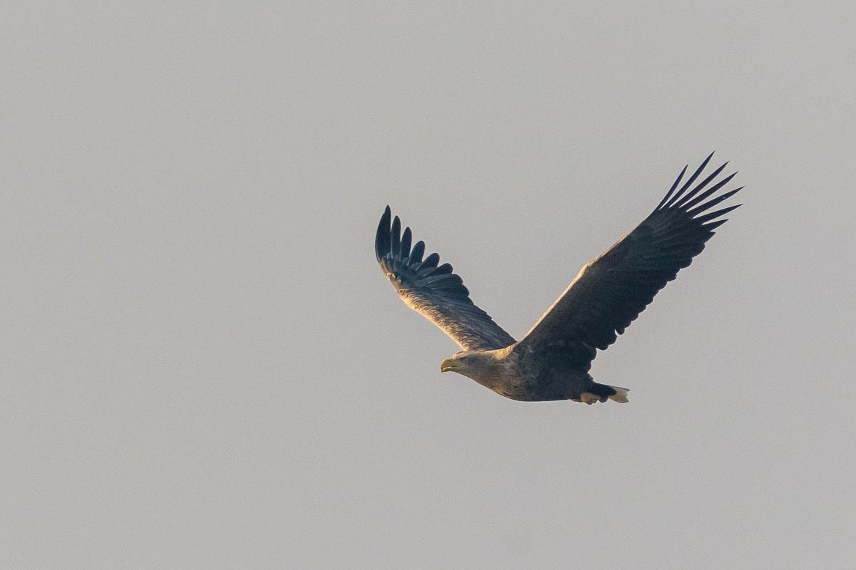 White-tailed Eagle - Honza Grünwald