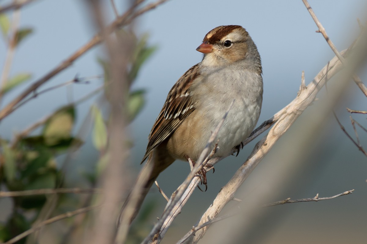 White-crowned Sparrow - ML119383811