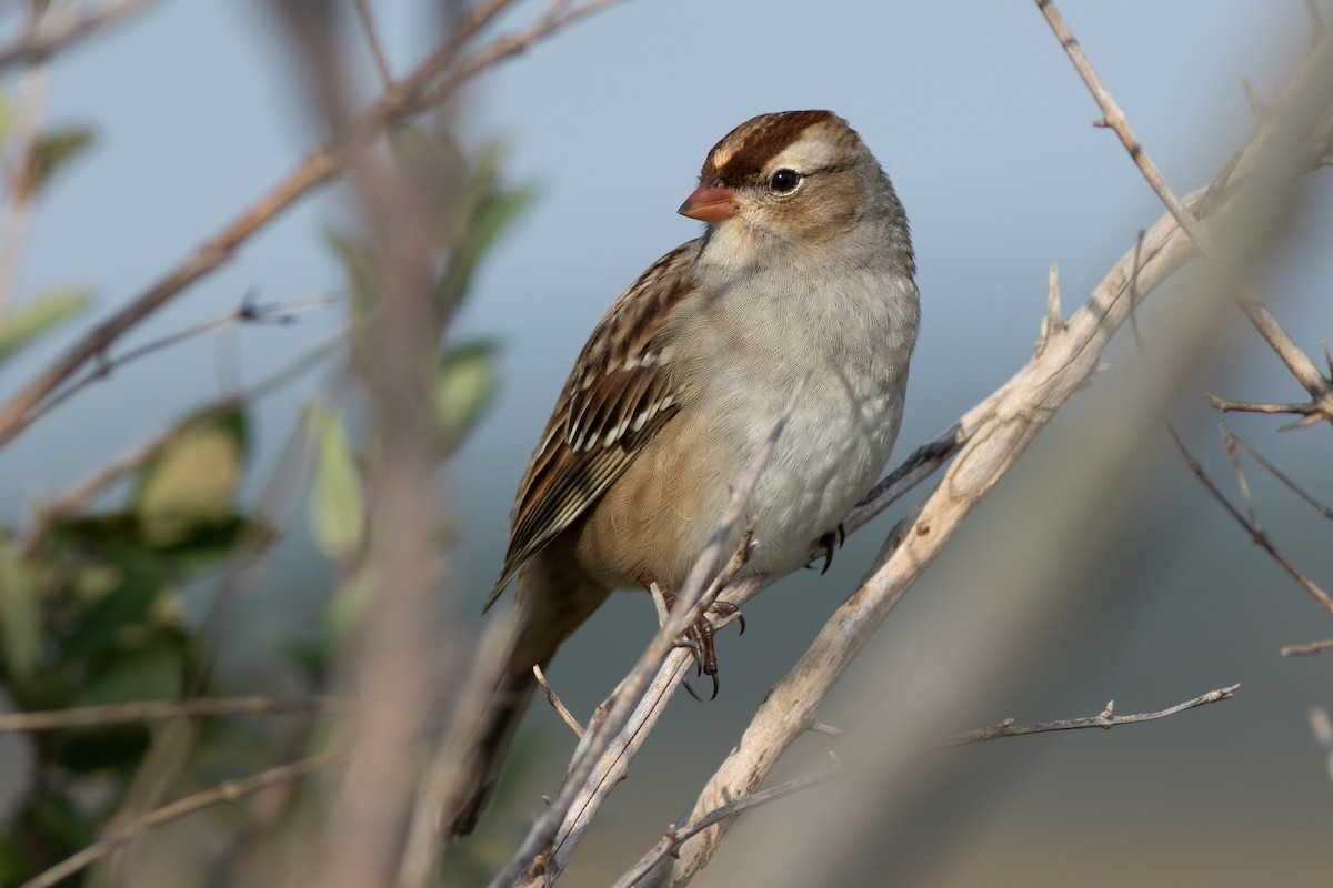 White-crowned Sparrow - ML119383831
