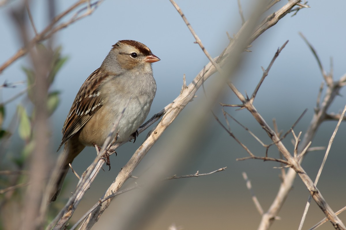 White-crowned Sparrow - ML119383841