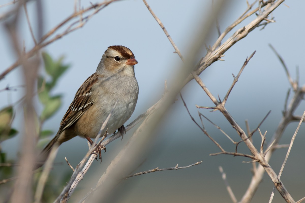 White-crowned Sparrow - ML119383851