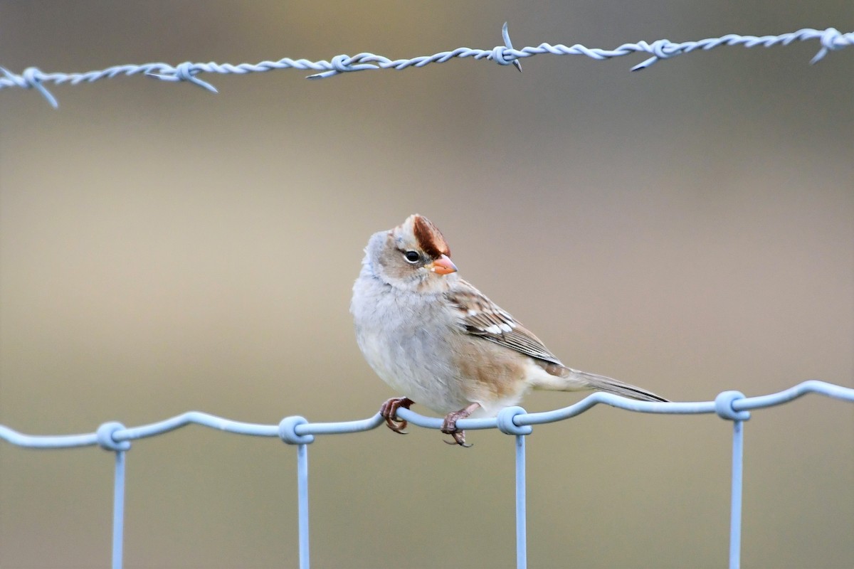 White-crowned Sparrow - Liz Harper