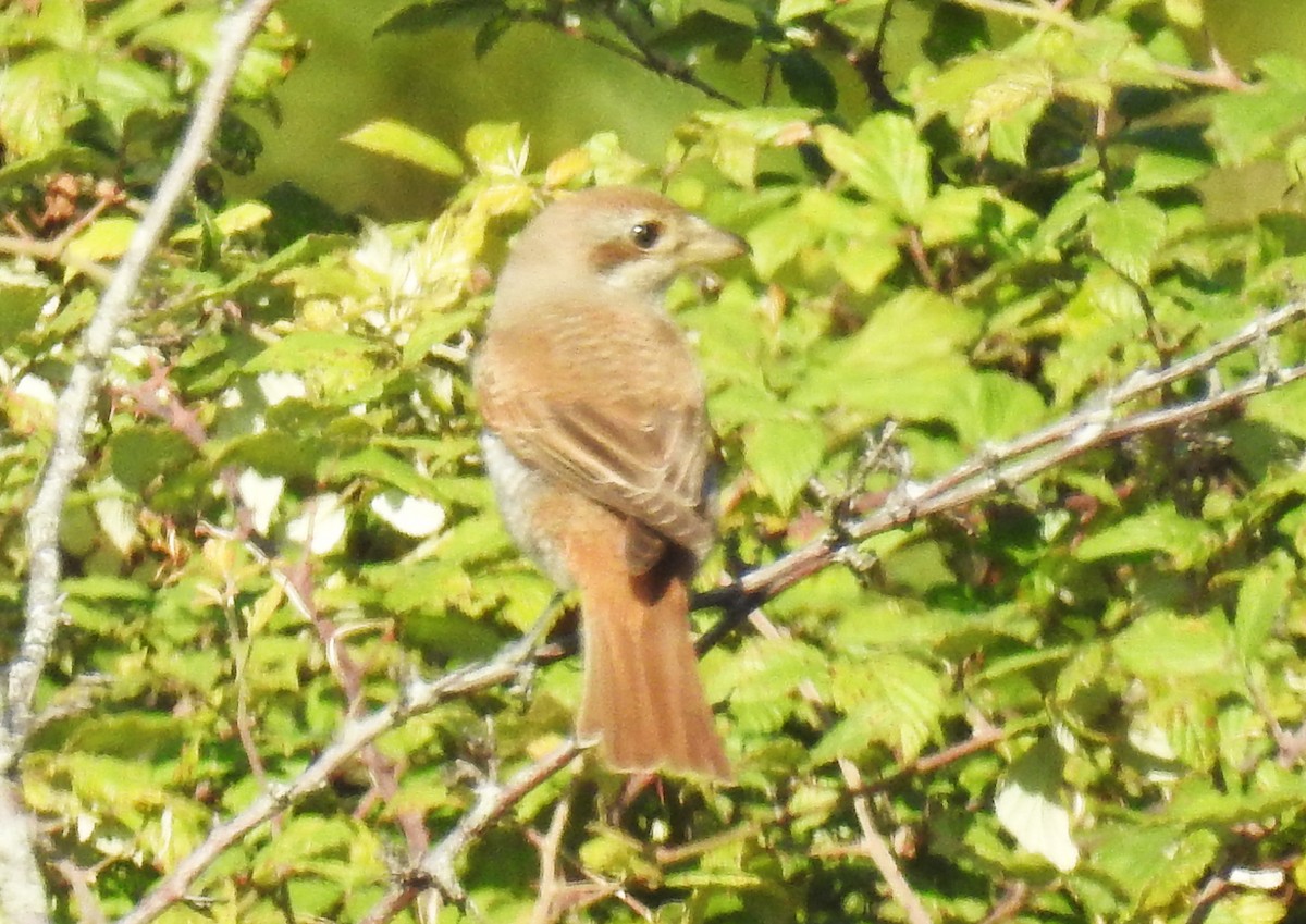 Red-backed Shrike - Urdaibai  Bird Center