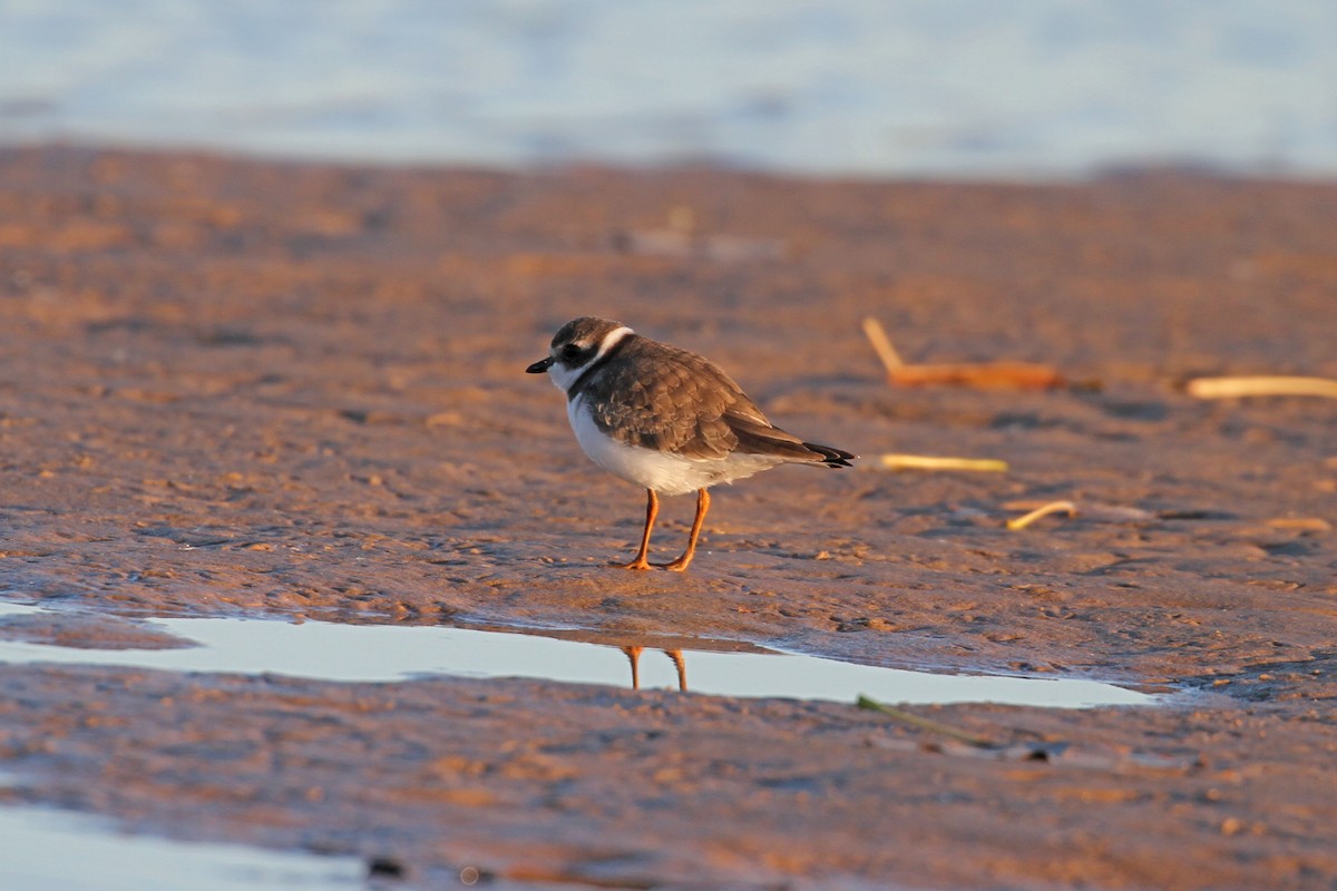 Semipalmated Plover - Geoffrey A. Williamson