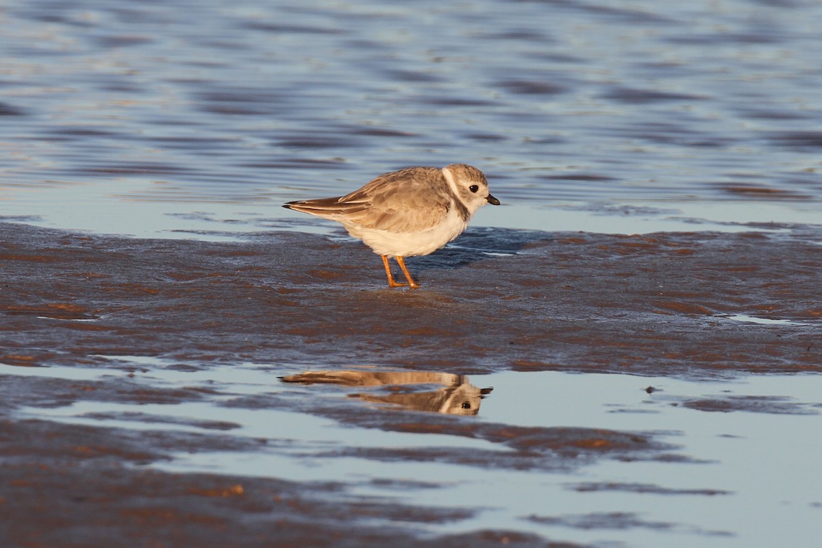 Piping Plover - Geoffrey A. Williamson
