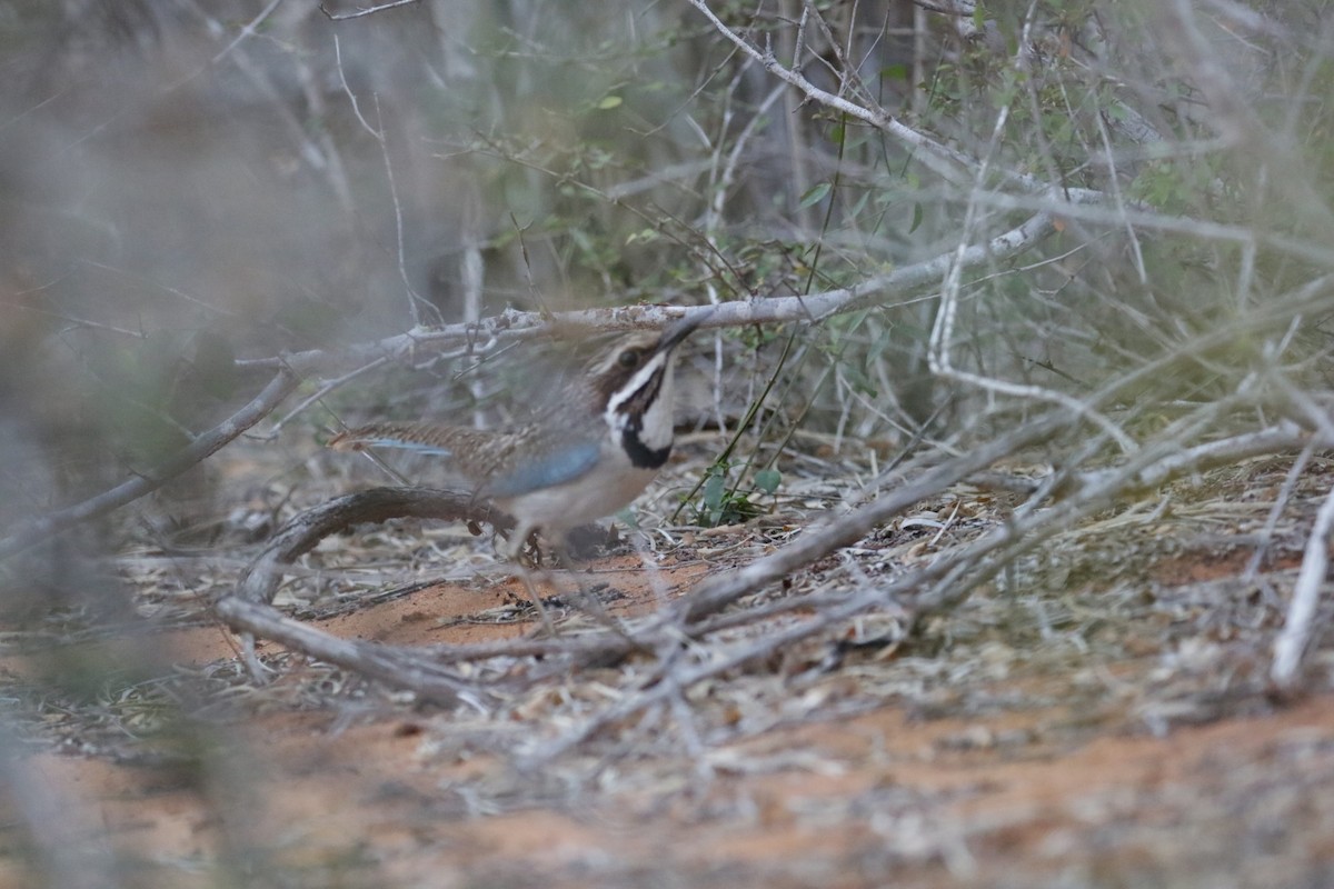 Long-tailed Ground-Roller - ML119393391