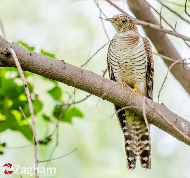 Common Cuckoo - Zagham  Awan