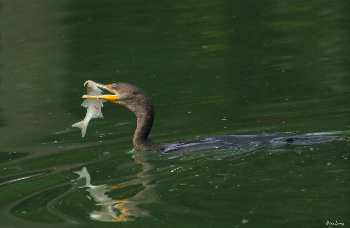 Double-crested Cormorant - Brian Lowry