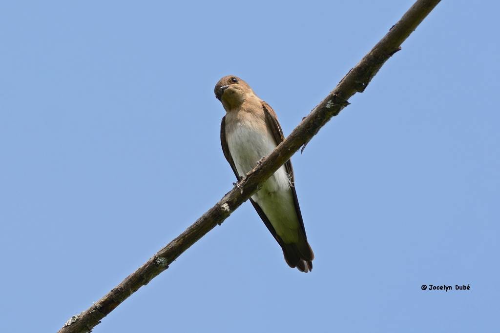 Northern Rough-winged Swallow - Jocelyn Dubé