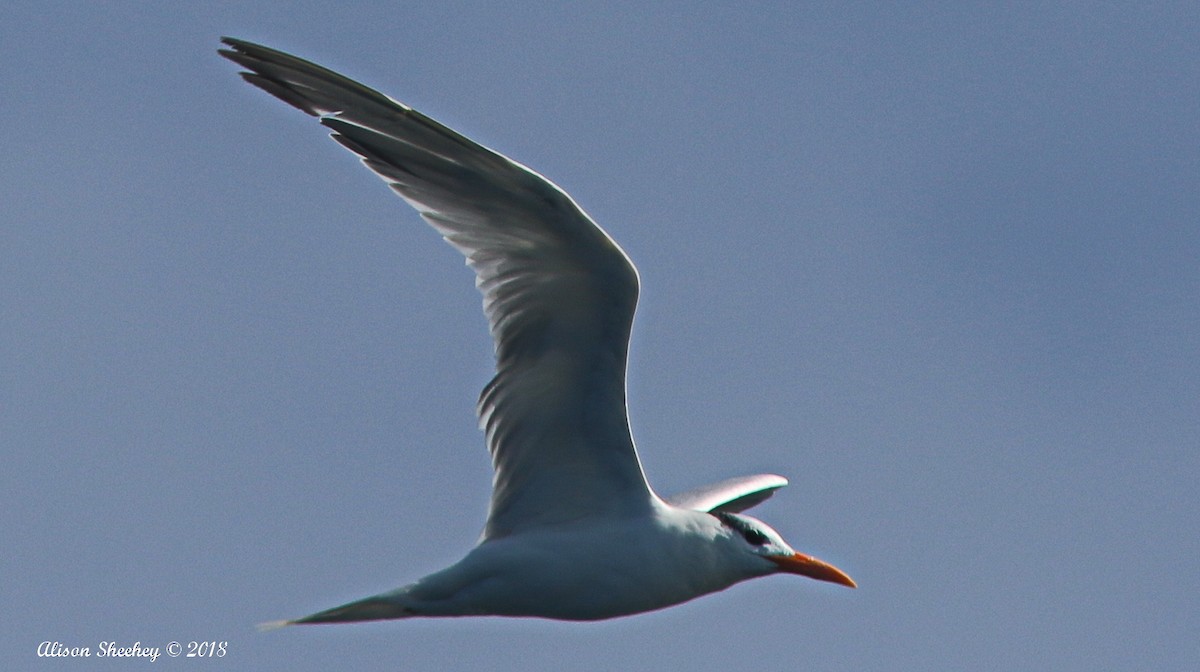Royal Tern - Alison Sheehey