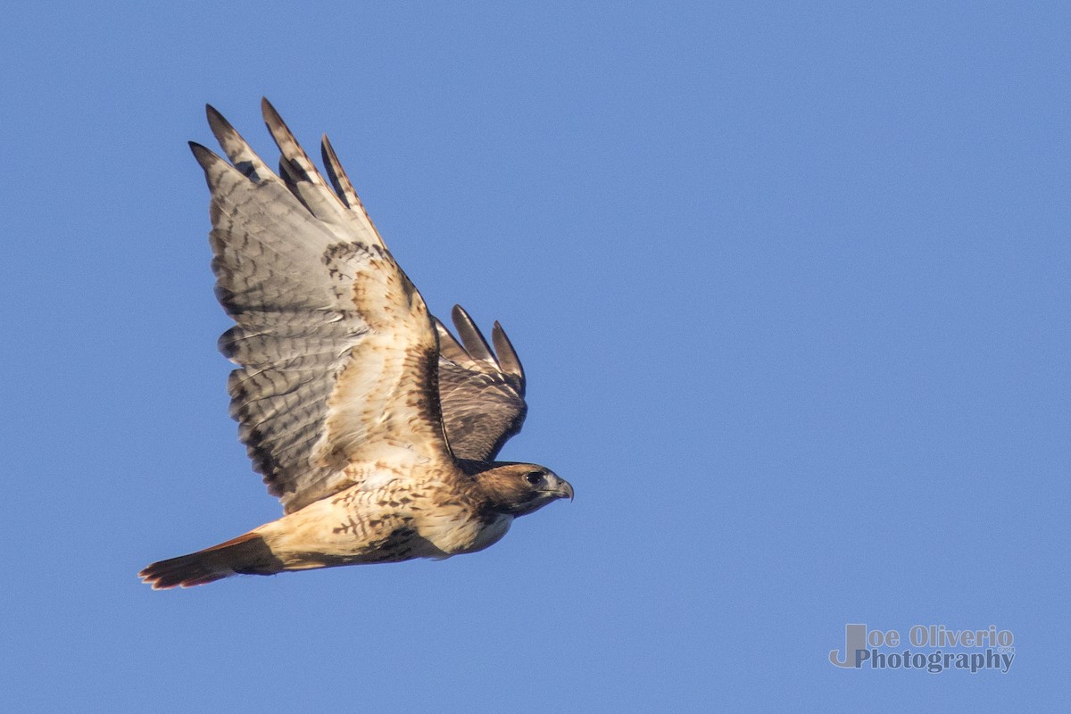 Red-tailed Hawk - ML119402781