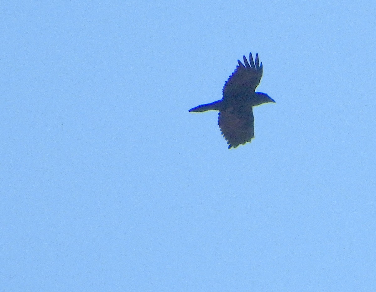 Common Raven - Farshad Pourmalek