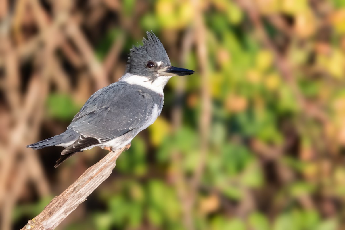 Belted Kingfisher - ML119406671
