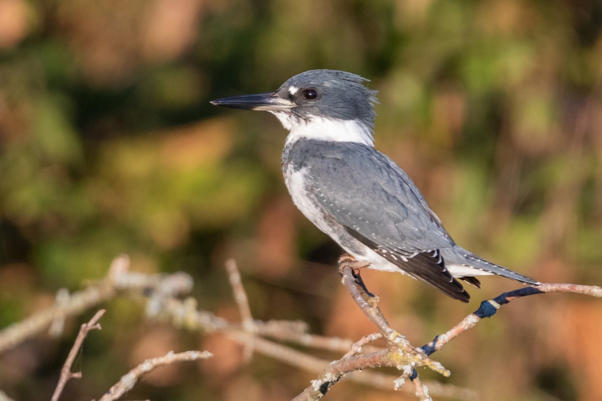 Belted Kingfisher - ML119406691
