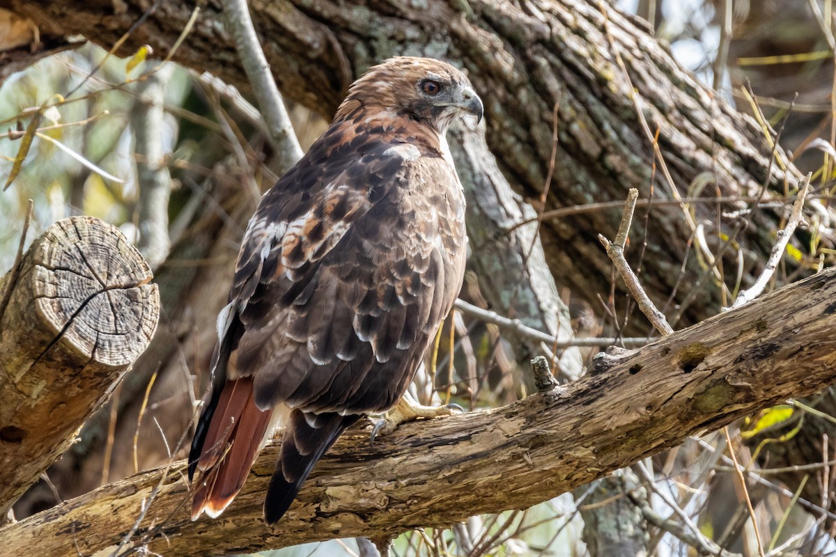 Red-tailed Hawk - ML119406741