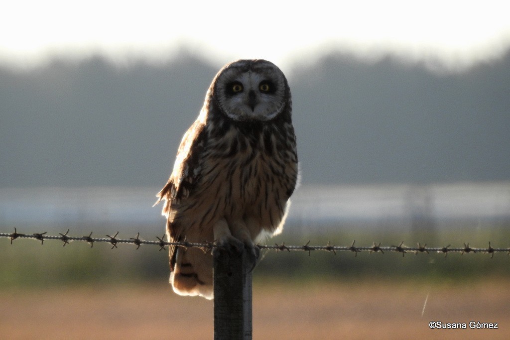Short-eared Owl - ML119406801