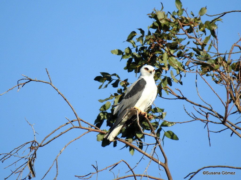 White-tailed Kite - Susana Gómez